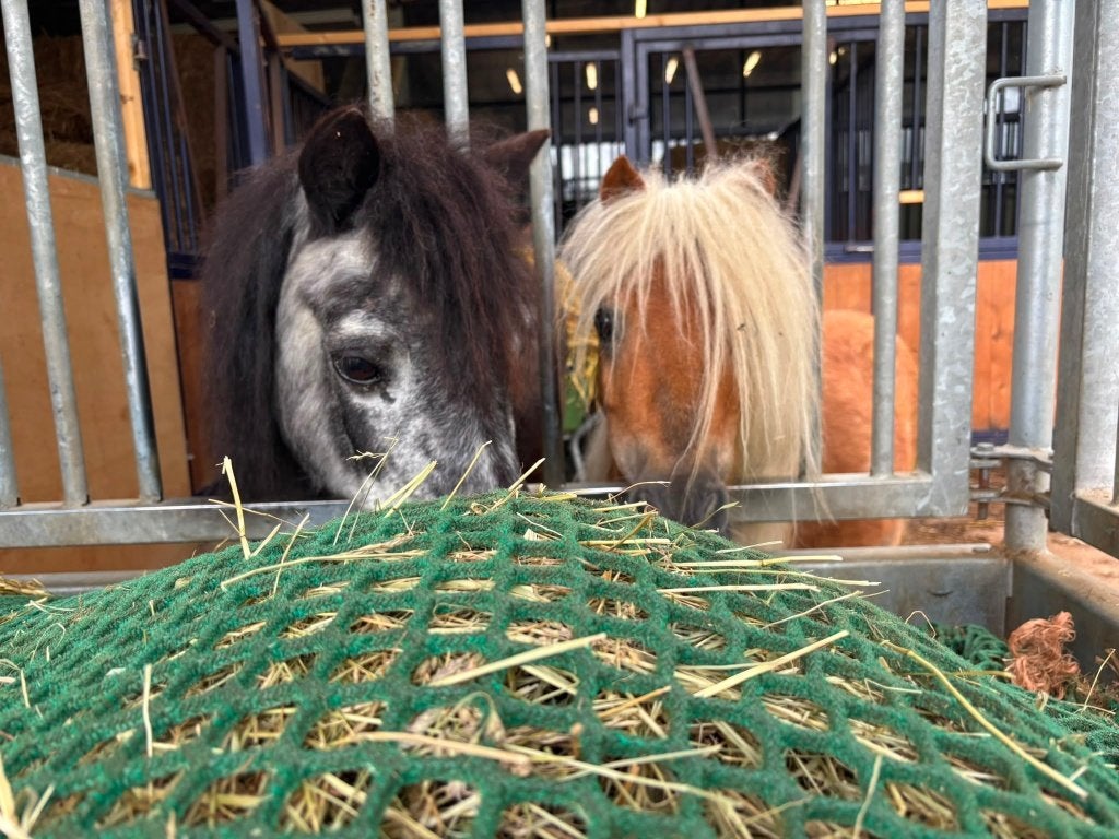 Gezocht rustig plekje voor lieve oude shet en minishet, Dieren en Toebehoren, Stalling en Weidegang, Weidegang, 2 of 3 paarden of pony's