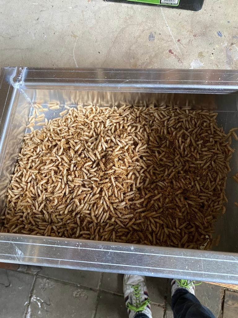 Volop Maden en Viswormen te koop, Overige typen, Nieuw, S, H