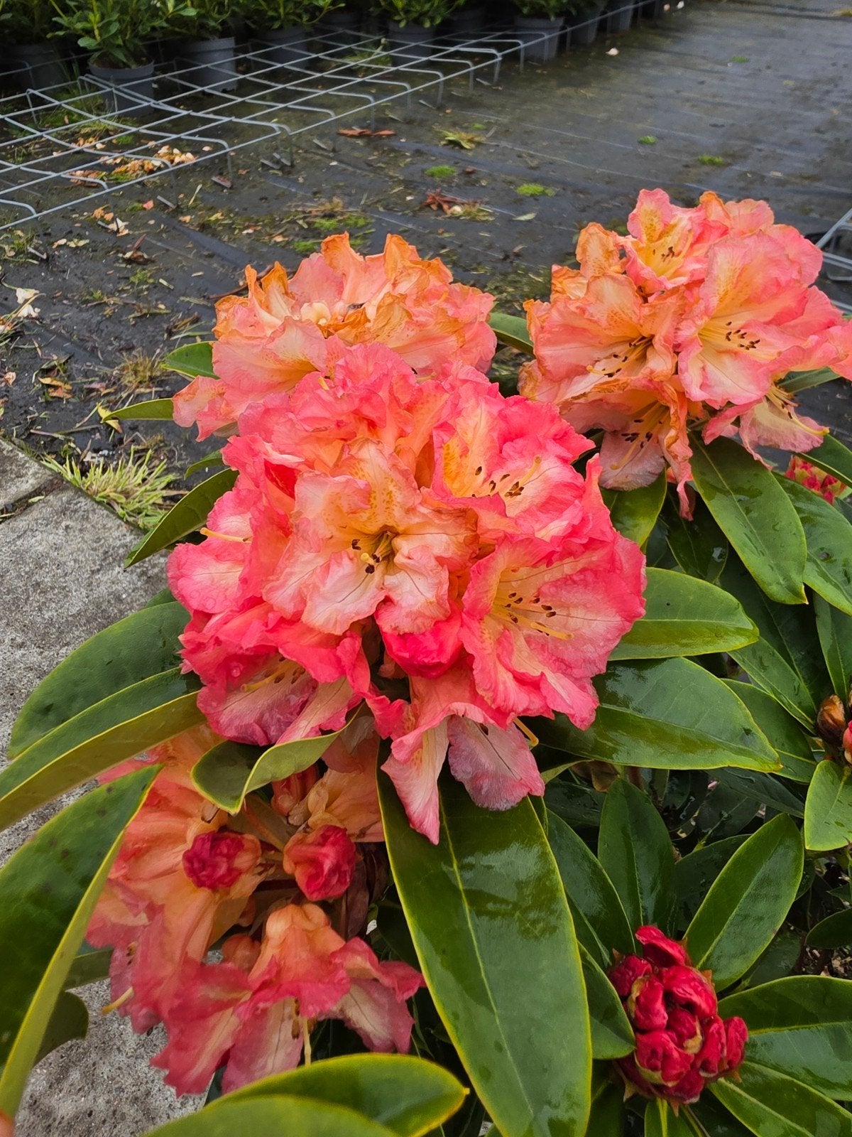Partij 10 Stuks Rhododendron Sun Fire / Pfauenauge 40/60 cm, Ophalen, Rhododendron, Struik, Minder dan 100 cm