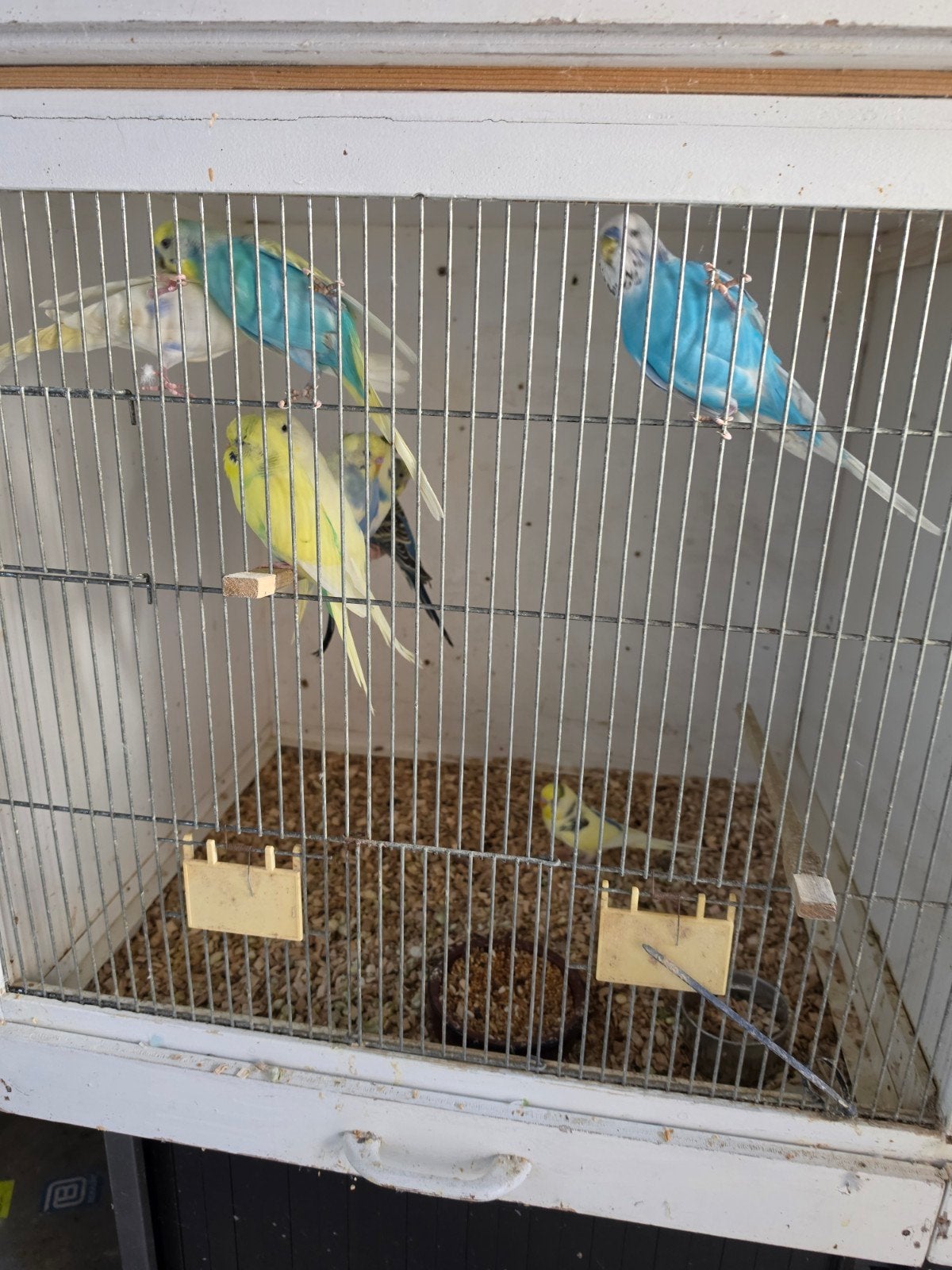 grasparkieten mogen verhuizen., Dieren en Toebehoren, Vogels | Parkieten en Papegaaien, Meerdere dieren, Parkiet