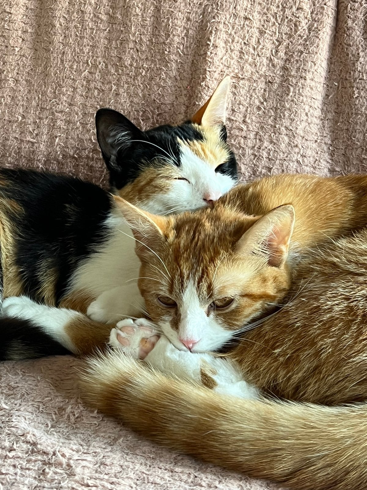 Katten oppas gezocht in assen