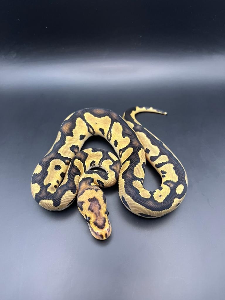 Sale voor Houten 7 Juni Div.Koningspythons,Python Regius, Slang, 0 tot 2 jaar