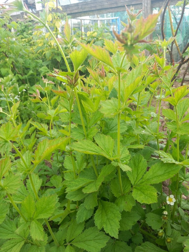 Biologisch geel nagelkruid (geum urbanum) bio, Tuin en Terras, Volle zon, Ophalen of Verzenden, Zomer, Groenteplanten