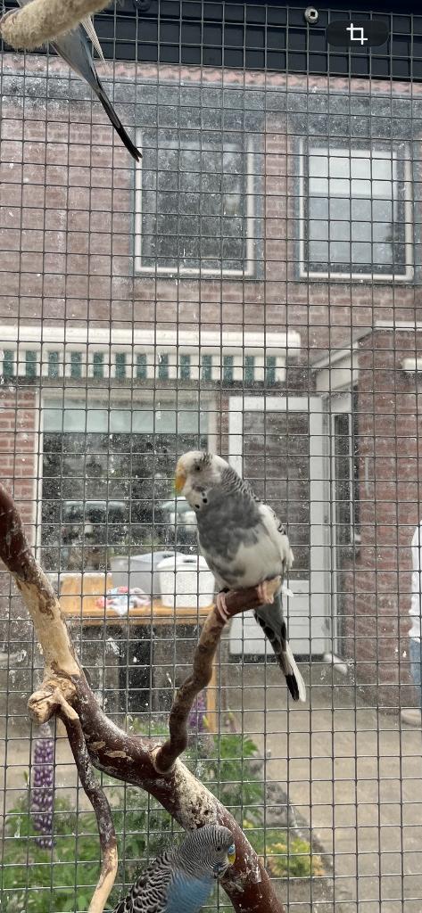 Grasparkiet, Vrouwelijk, Parkiet, Geringd