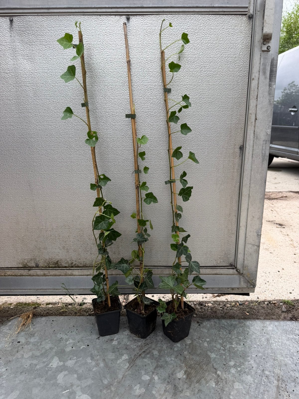 Hedera hibernica 60/80 cm met en zonder stok, Ophalen of Verzenden, Overige soorten, 100 tot 250 cm