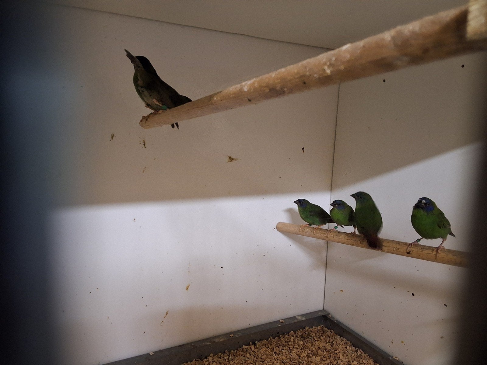Prachtig driekleurpapegaaiamadine's 2026 koppel, man of pop, Dieren en Toebehoren, Vogels | Overige Vogels, Meerdere dieren, Wildzangvogel