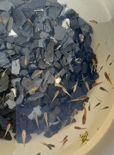 Medaka visjes 10 voor € 15, Dieren en Toebehoren, Vissen | Vijvervissen, Overige soorten