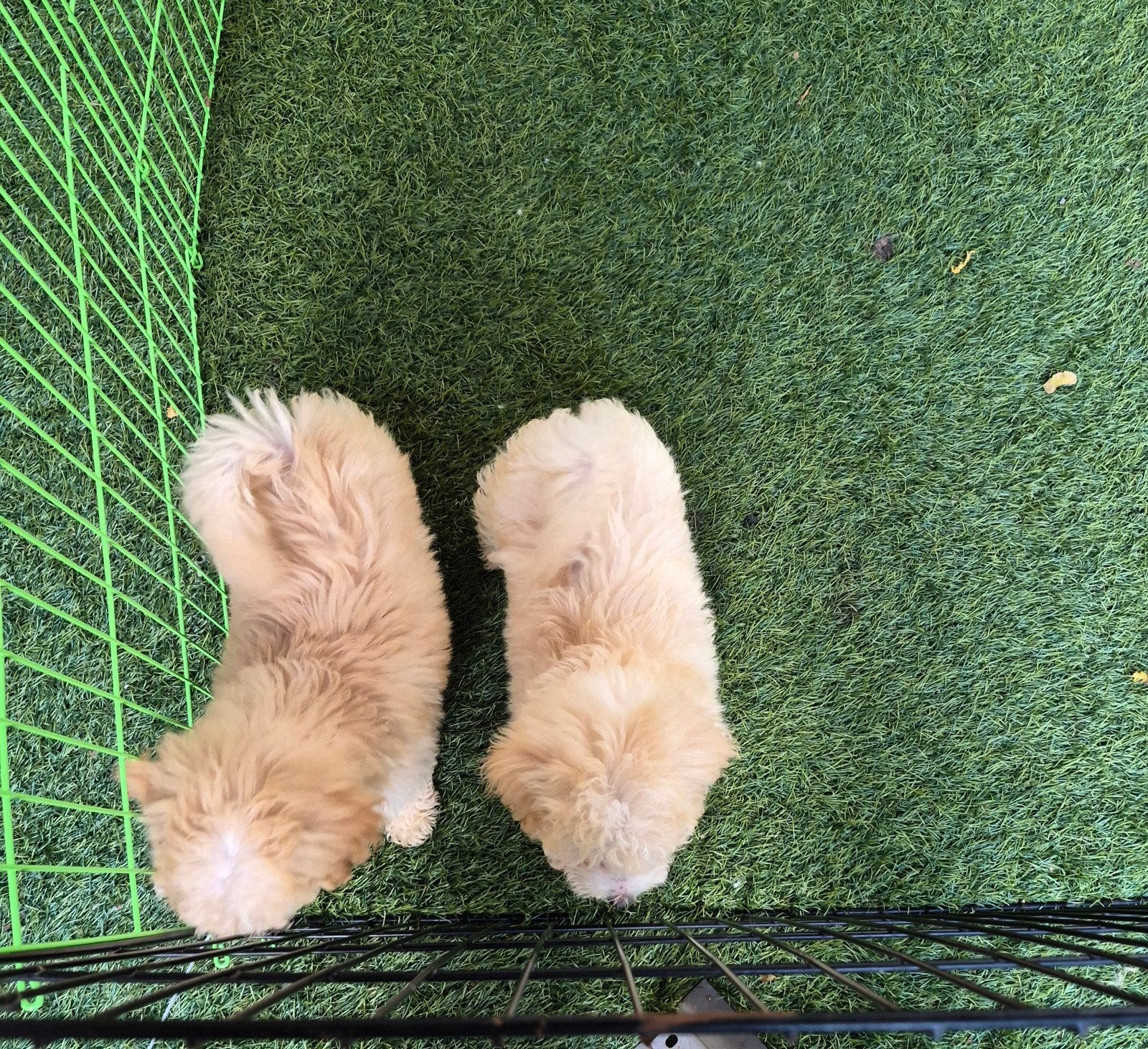 Maltipoo nog 2 mooie gezonde dames beschikbaar, Overige rassen, 8 tot 15 weken, Teef, Meerdere