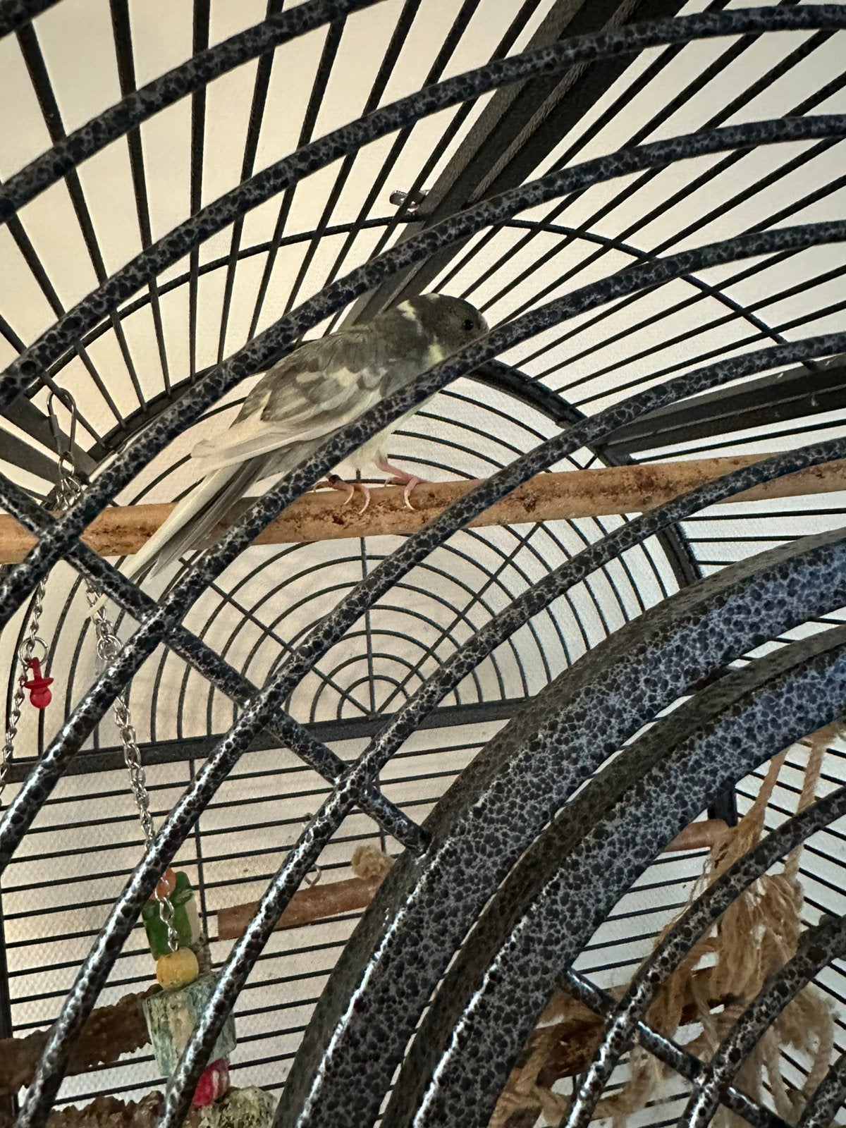 Karakiki met kooi, Mannelijk, Dwergpapegaai of Agapornis
