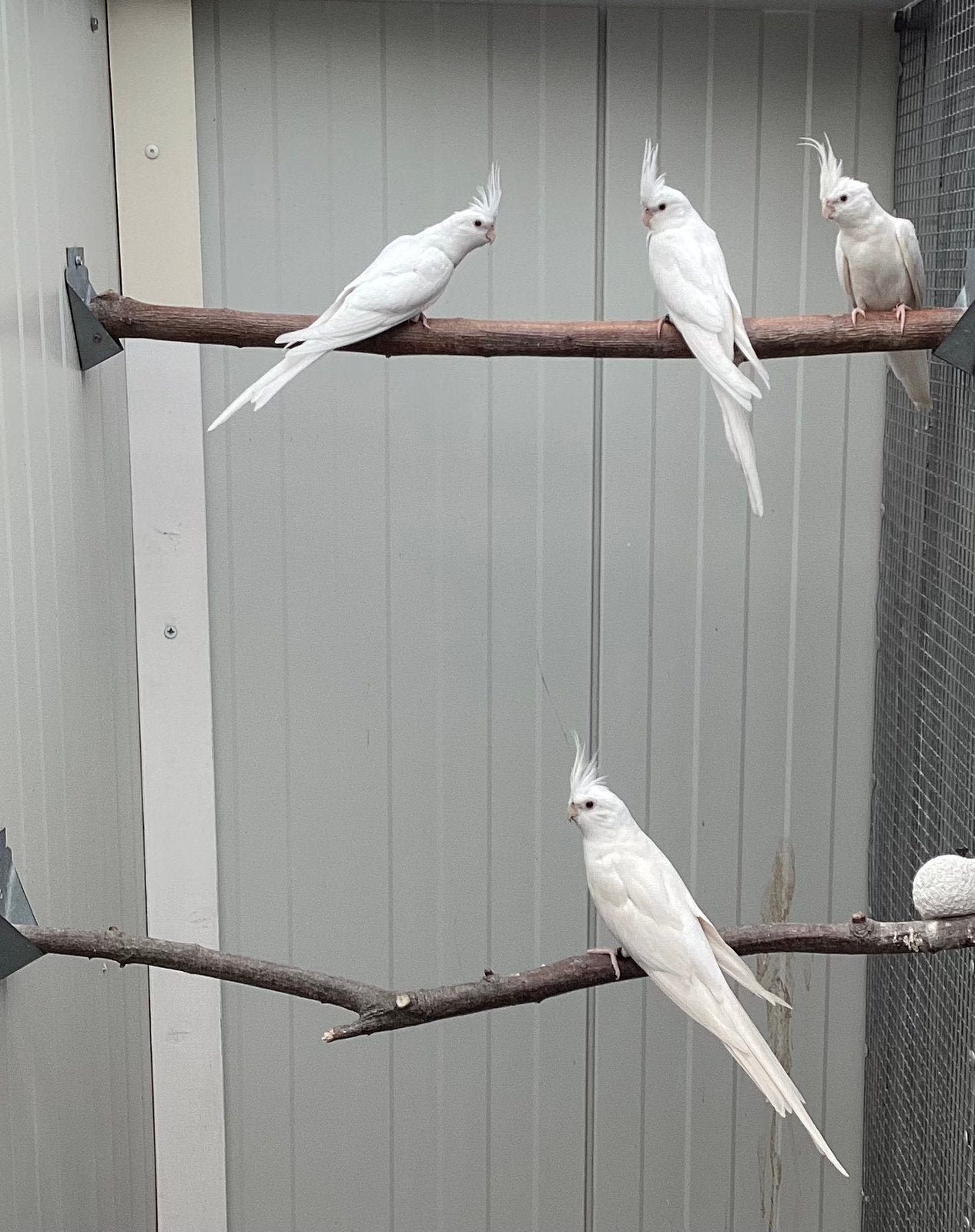 Albino valkparkieten 2026, Dieren en Toebehoren, Vogels | Parkieten en Papegaaien, Meerdere dieren, Parkiet, Geringd