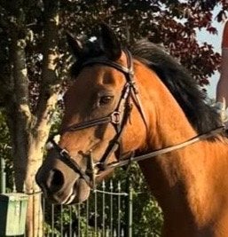 Hoofdstel pony/cob, Ophalen of Verzenden