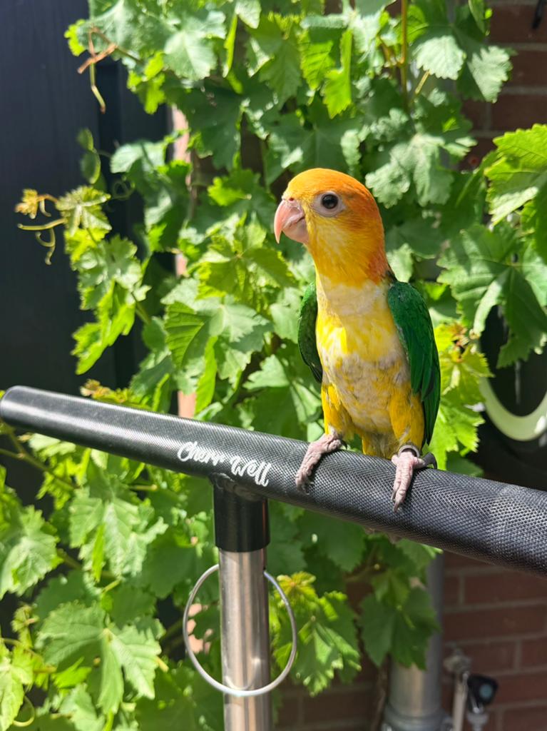 Roestkop caique 14 weken oud, Geslacht onbekend, Papegaai