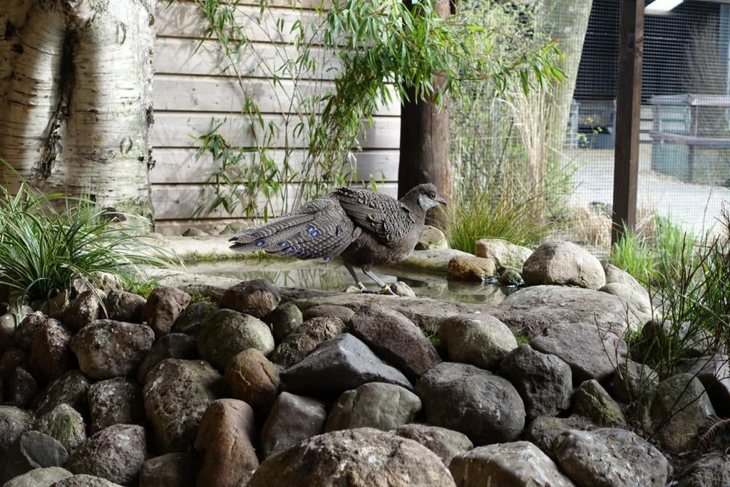 Bewezen pauwfazant koppel, Meerdere dieren, Overige soorten