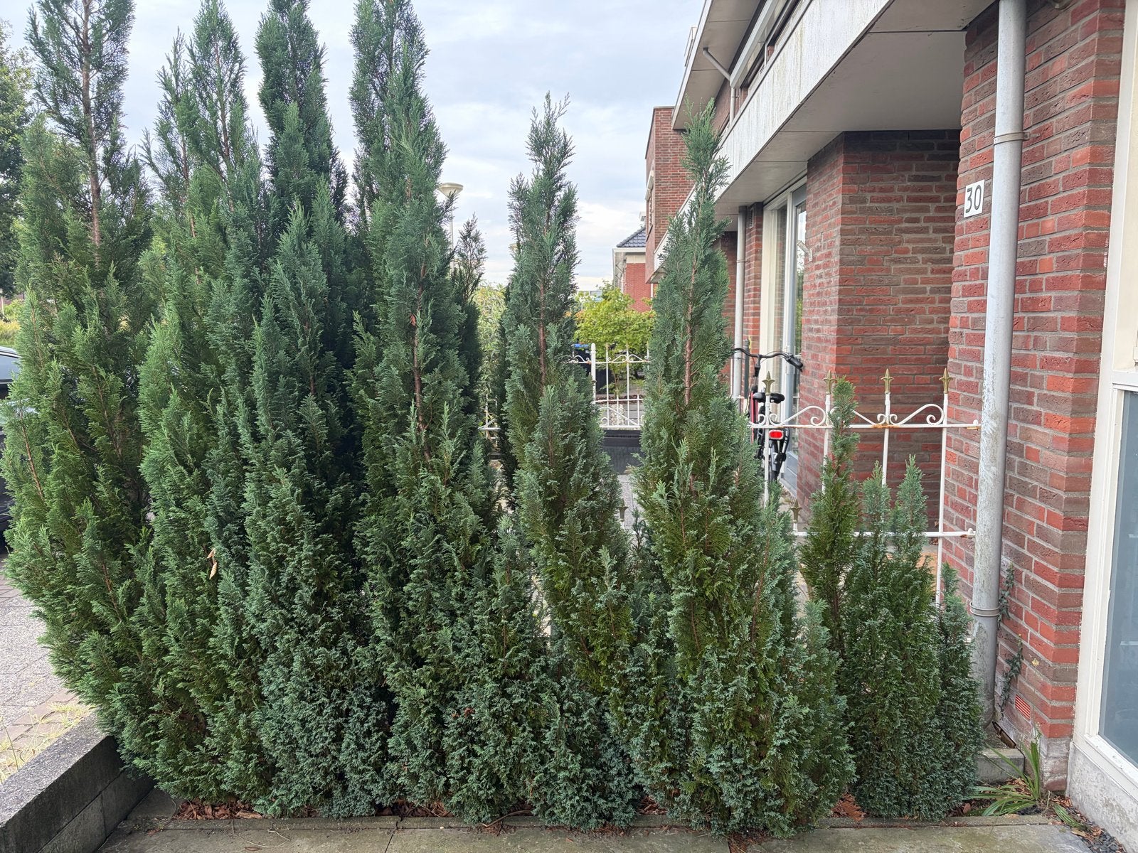 Zuilbomen: Groene Schoonheid voor Elke Tuin, Tuin en Terras, Planten | Bomen, Bloeit niet, 250 tot 400 cm, Zuilboom, Ophalen