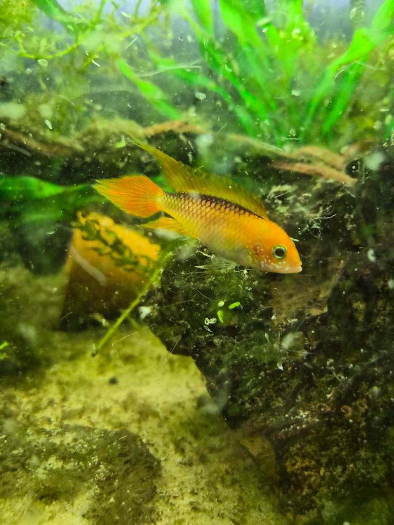 Appistogramma Agassizii Red 1 man 2 vrouwen, Vis, Zoetwatervis
