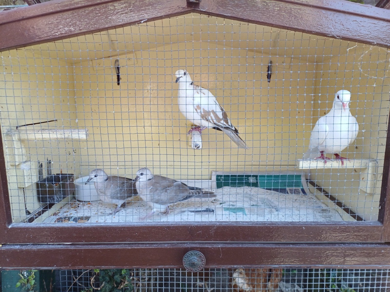 Jonge duiven, tortelduifjes, tortels, Meerdere dieren, Overige soorten