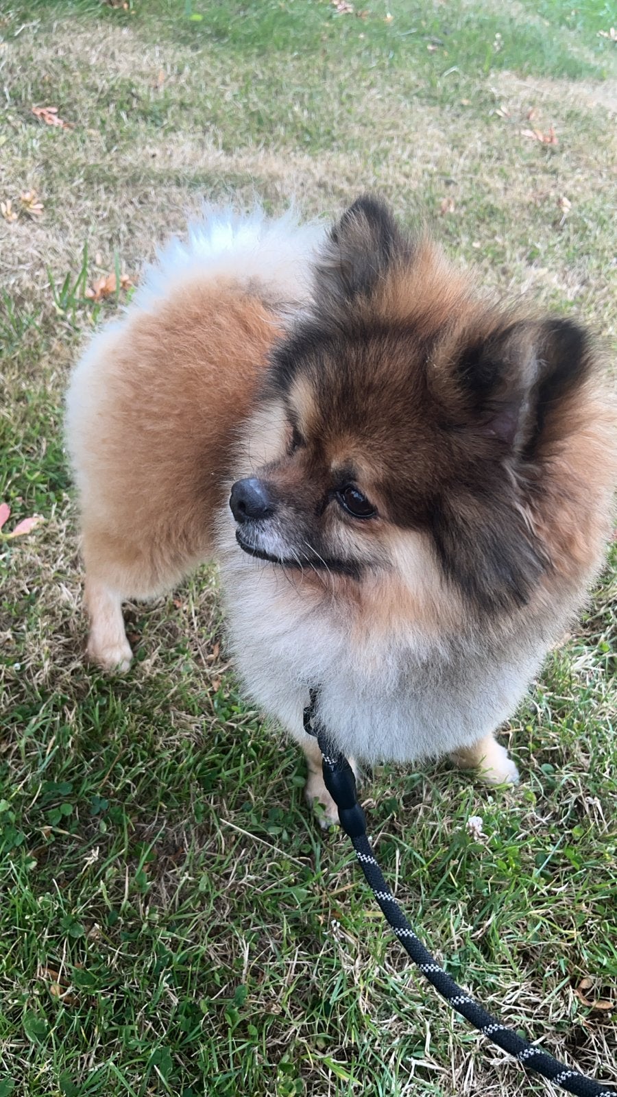 Kruizing pomeriaanxkeeshond., Dieren en Toebehoren, Reu, Parvo, Eén hond, Klein