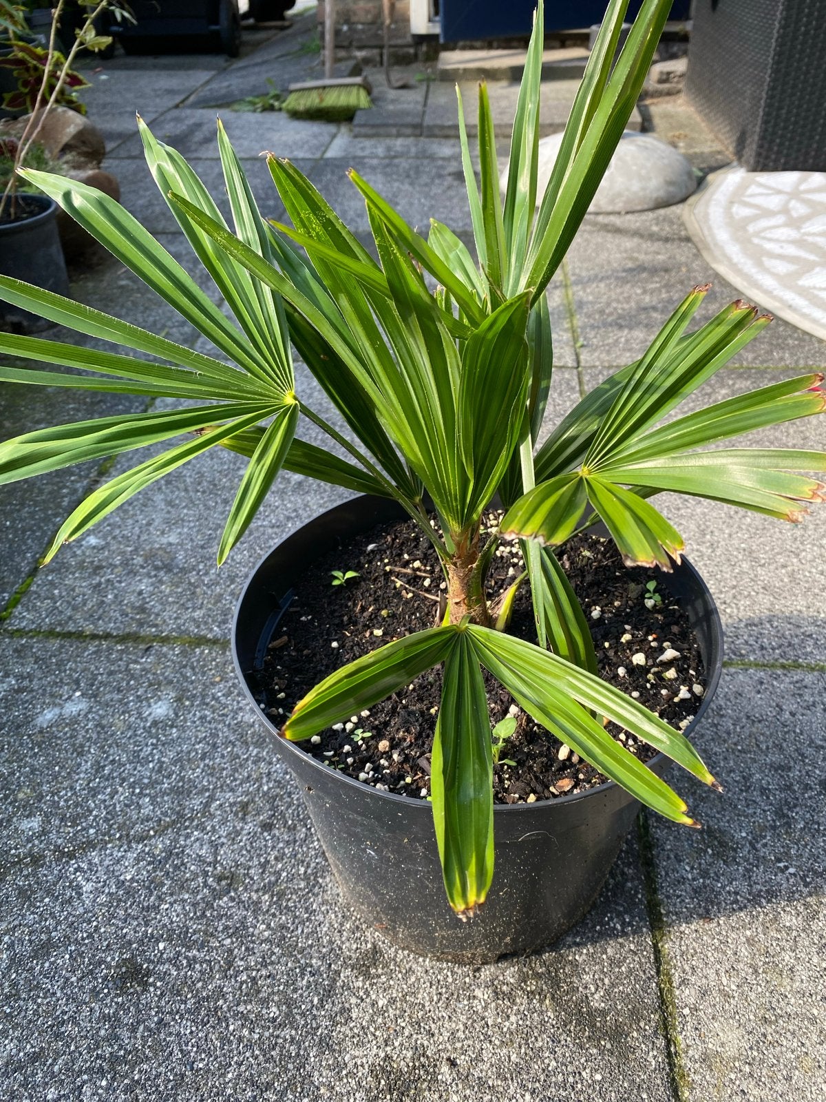Trachycarpus Fortunei Palm - Winterharde Waaierpalm, Volle zon, Vaste plant, Bloeit niet, Ophalen