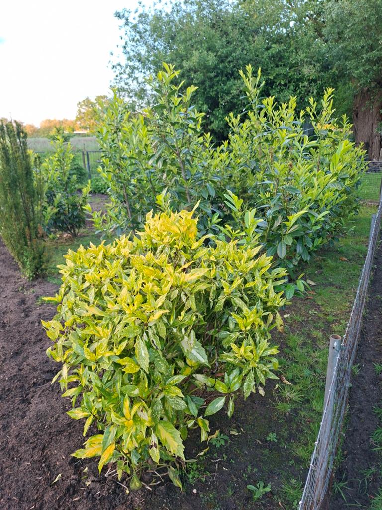 Japanse broodboom Aucuba Japonica, Tuin en Terras, Ophalen, Overige soorten, Minder dan 100 cm