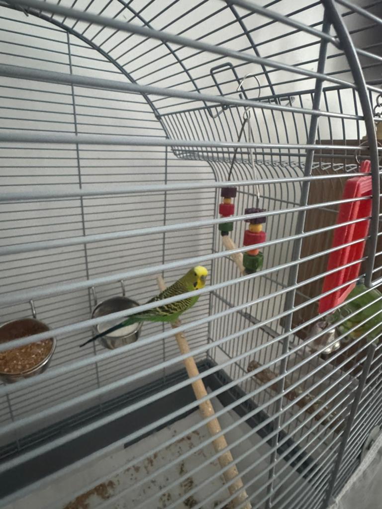 parkiet met kooi, Dieren en Toebehoren, Mannelijk, Parkiet