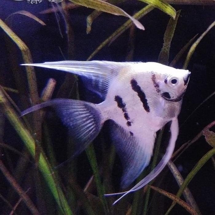 pterophyllum scalare, Dieren en Toebehoren, Vis