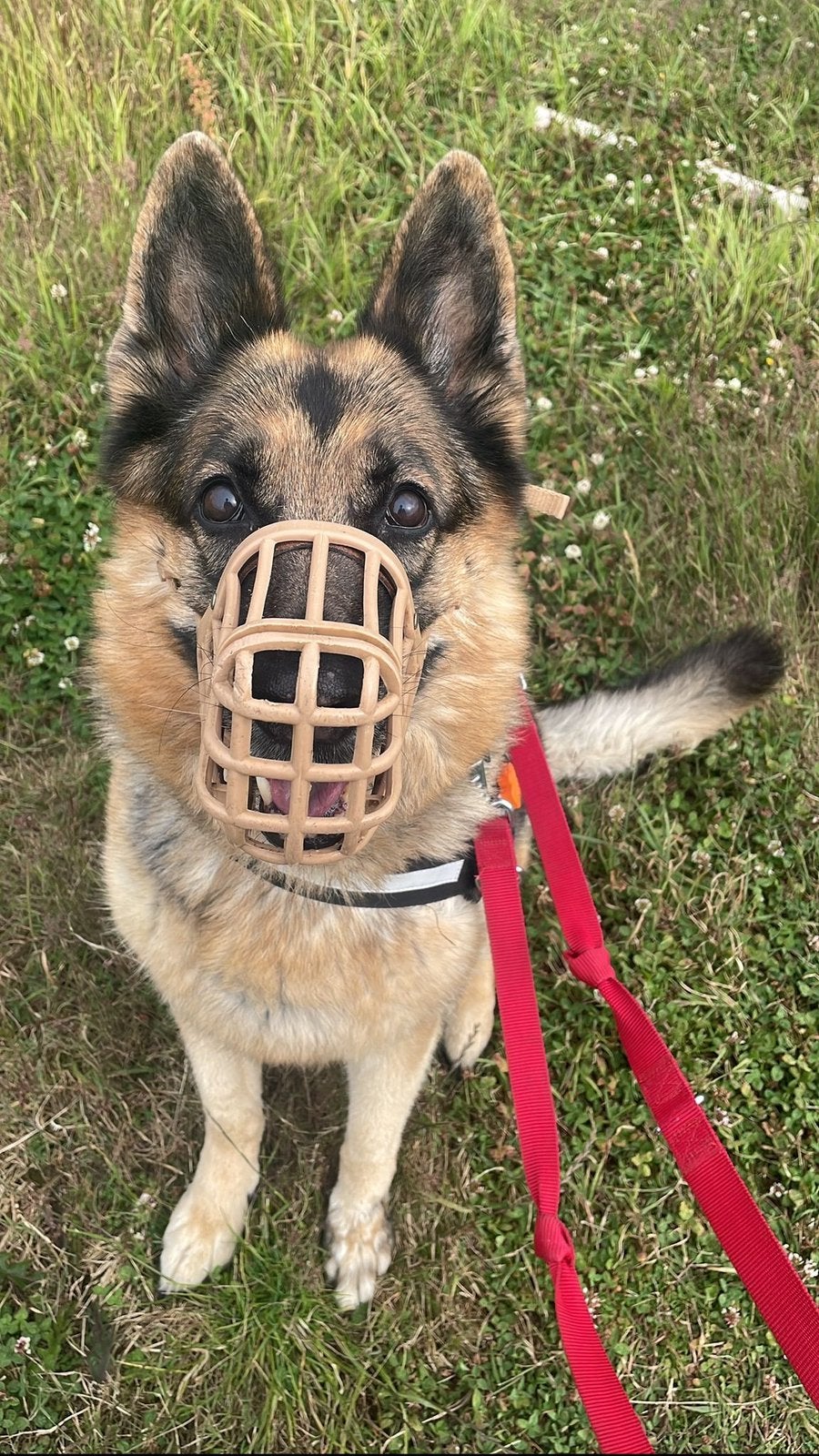 PET SITTING & DOG WALKING IN NIJMEGEN, Dieren en Toebehoren, Ophalen of Verzenden, Hond