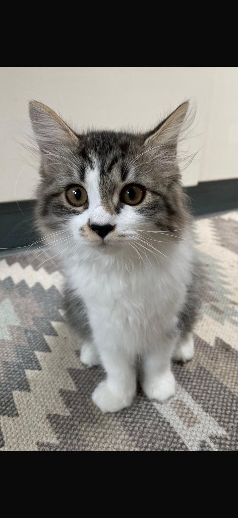 Siberische poezen, Dieren en Toebehoren, Katten en Kittens | Raskatten | Langhaar, Poes, Ontwormd, 0 tot 2 jaar