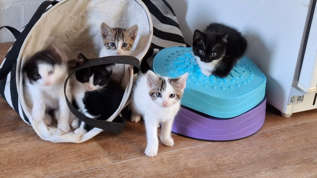 Lieve kittens, Dieren en Toebehoren, Meerdere dieren, 0 tot 2 jaar