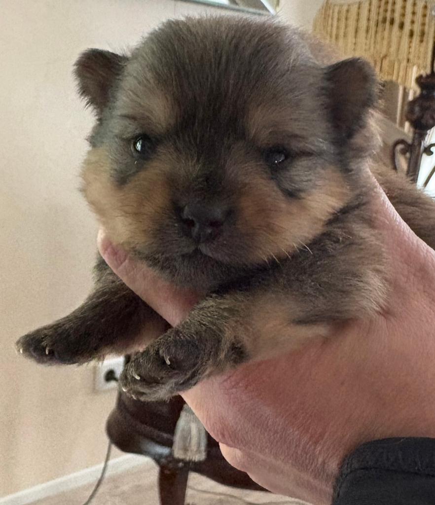Pomeriaan/york /porkie, Parvo, Overige rassen, 8 tot 15 weken, Meerdere