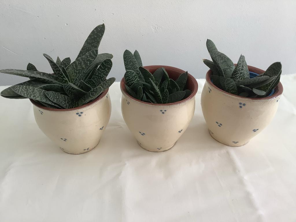 Mooie Vetplanten (zonder pot), Volle zon, Vaste plant, Bloeit niet, Ophalen