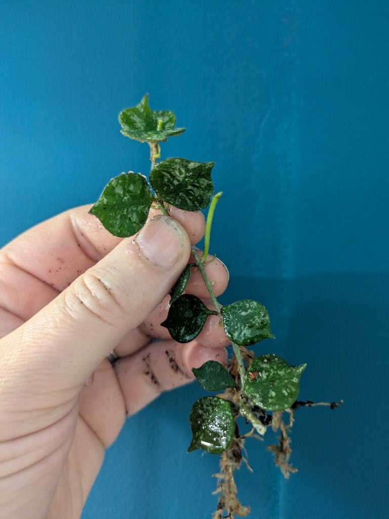 Hoya Curtisii stek, Ophalen of Verzenden, Halfschaduw, Minder dan 100 cm