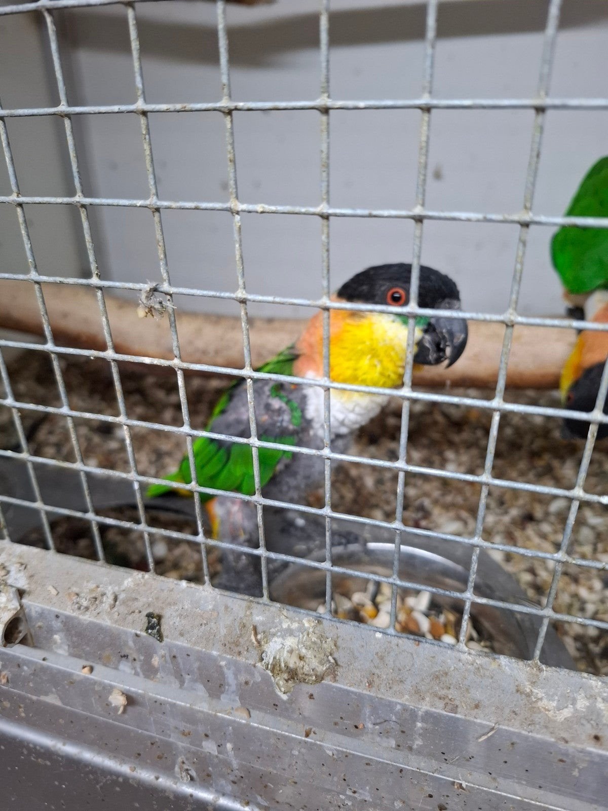broedkoppel zwartkop caique s, Dieren en Toebehoren, Vrouwelijk, Papegaai