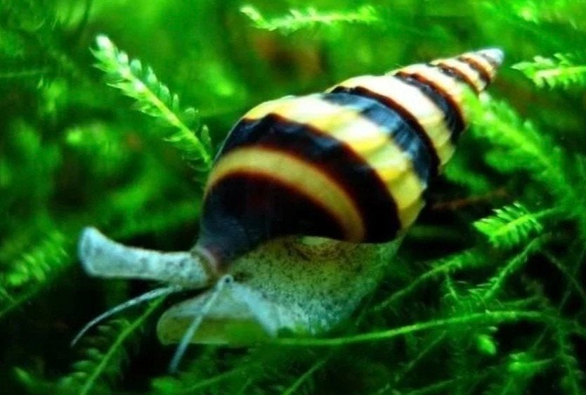 Helena Slakken, Dieren en Toebehoren, Vissen | Aquariumvissen, Slak of Weekdier, Zoetwatervis, Schoolvis