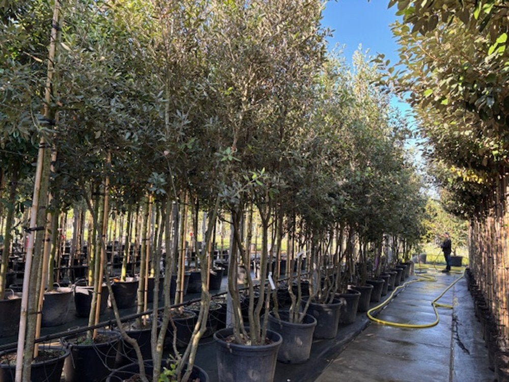 Meerstammige Quercus ilex steeneiken in verschillende maten, Ophalen of Verzenden, Bloeit niet, Halfschaduw, Overige soorten