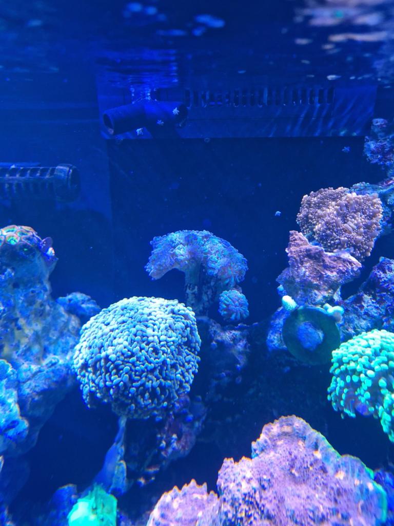 Mooie stekken hamer koraal, Dieren en Toebehoren, Vissen | Aquaria en Toebehoren, Ophalen of Verzenden, Nieuw, Gevuld zeewateraquarium