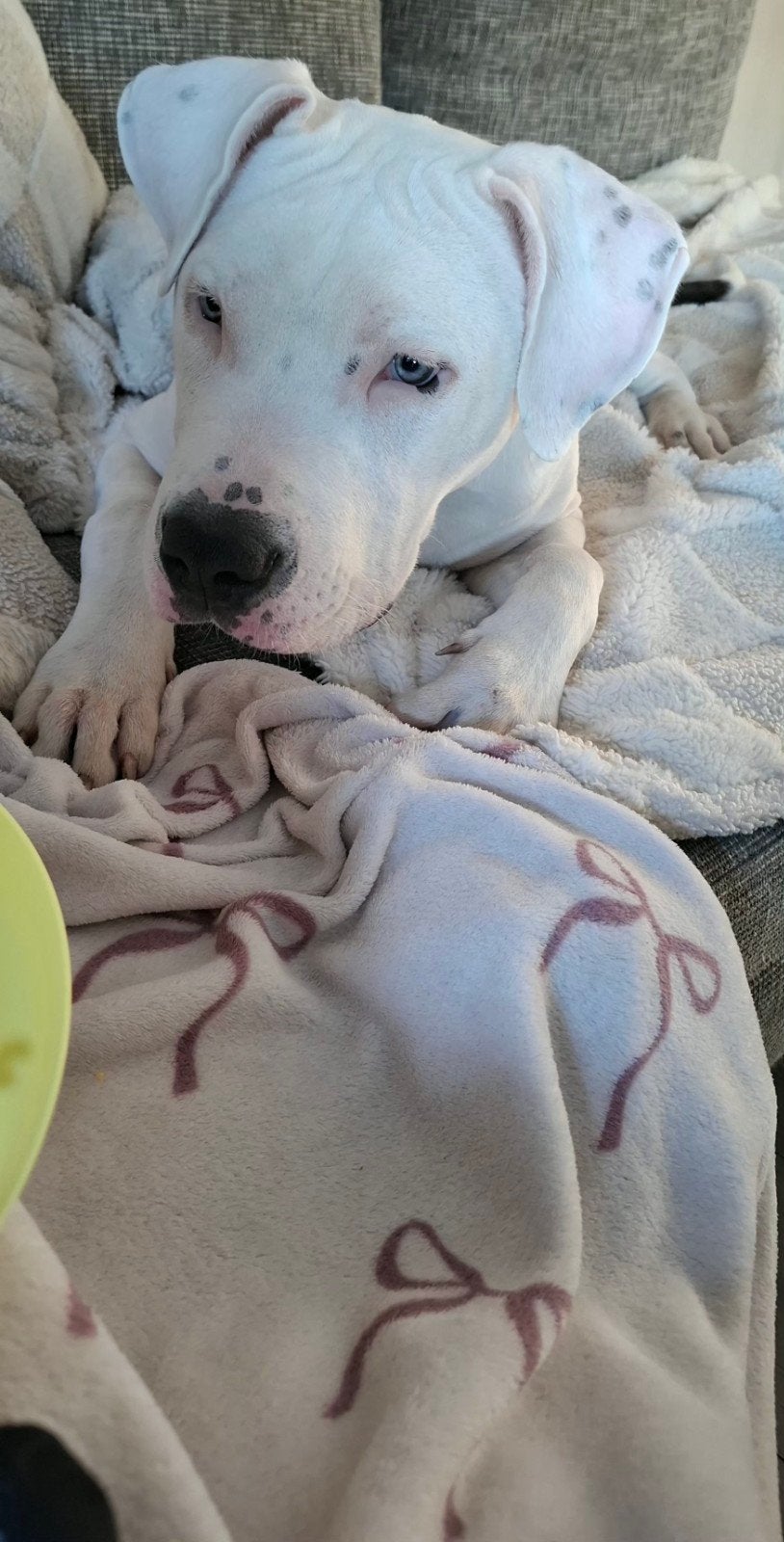 Amerikaanse Stafford mannetje 6 maand, Dieren en Toebehoren, Honden | Jack Russells en Terriërs, Reu, American Staffordshire Terriër