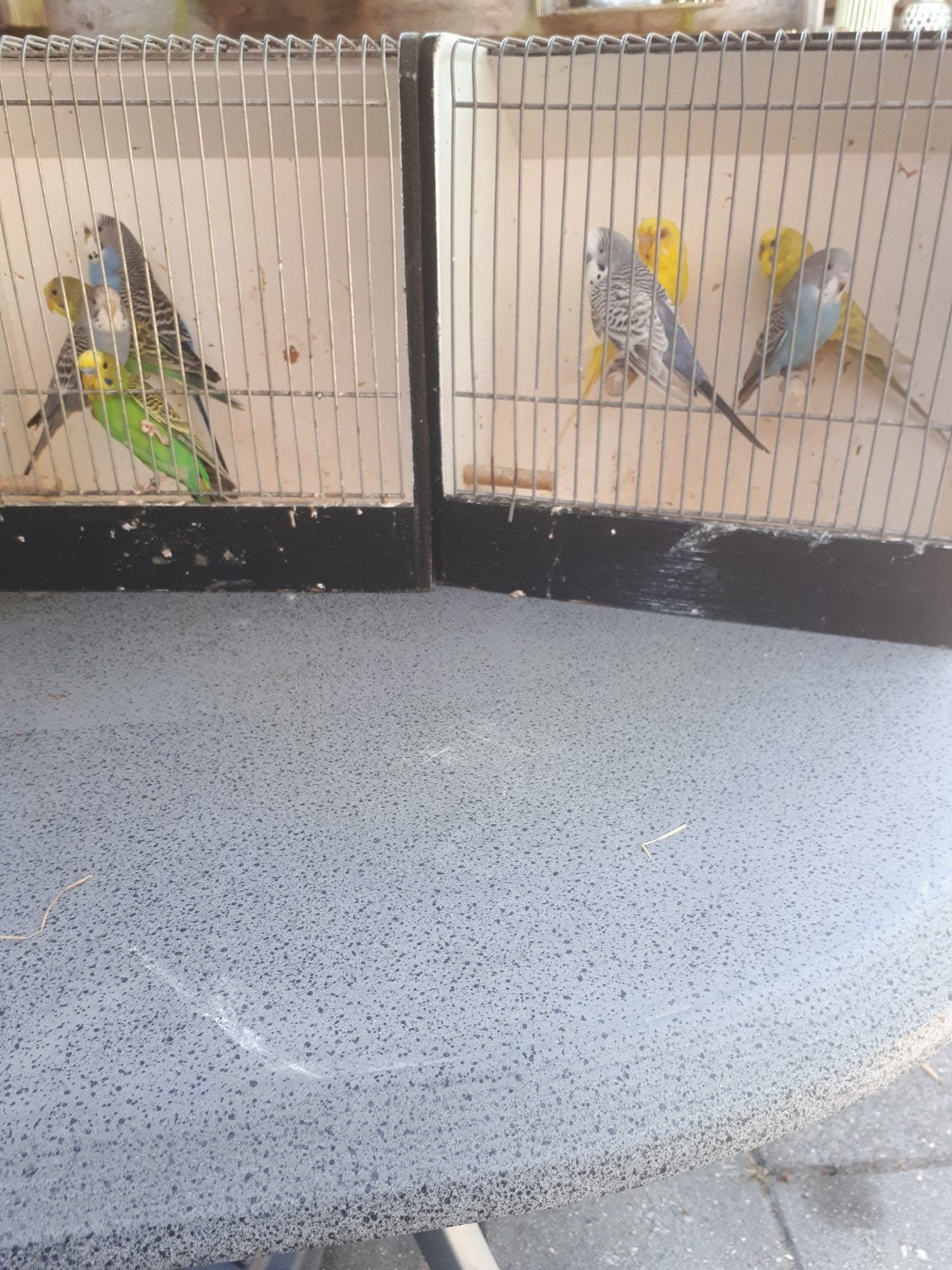Te koop 20 grasparkieten  waar van 14 jongen, Dieren en Toebehoren, Meerdere dieren, Parkiet