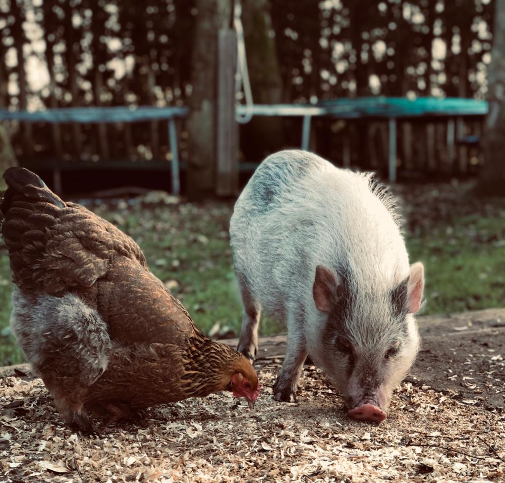 Kune kune varkens, Vrouwelijk, Varken, 3 tot 5 jaar