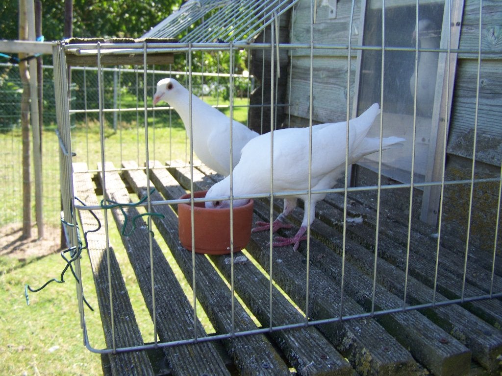 Witte postduiven, Dieren en Toebehoren, Vogels | Duiven, Meerdere dieren, Postduif