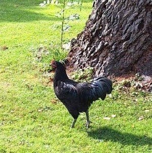 Australorp groot haan zwart, Dieren en Toebehoren, Mannelijk, Kip