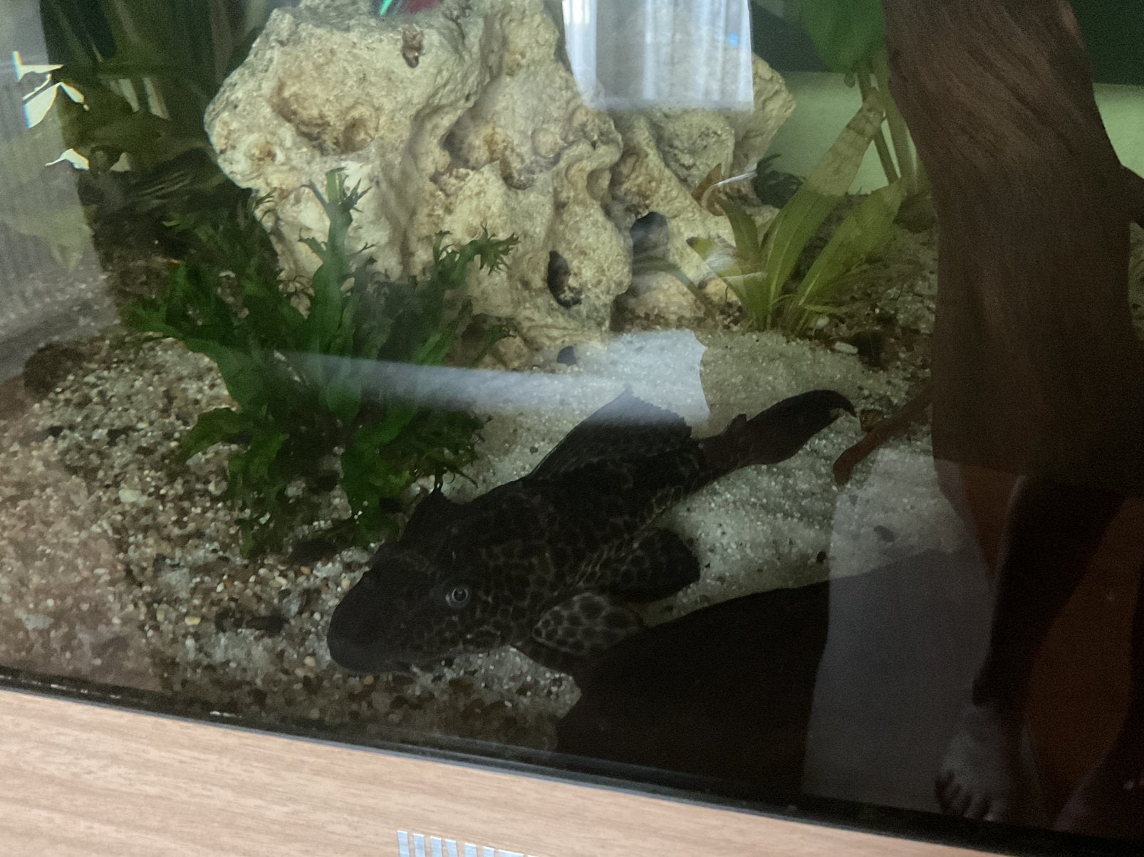 L nummer (algeneter) matcht niet meer helaas, Dieren en Toebehoren, Vissen | Aquariumvissen, Vis, Zoetwatervis