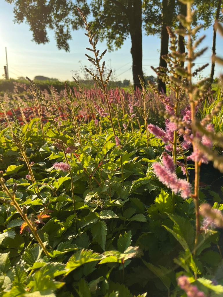 Astilbe chinensis 'Pumila' / Spirea gekweekt in P9 pot, Ophalen of Verzenden, Overige soorten, Halfschaduw