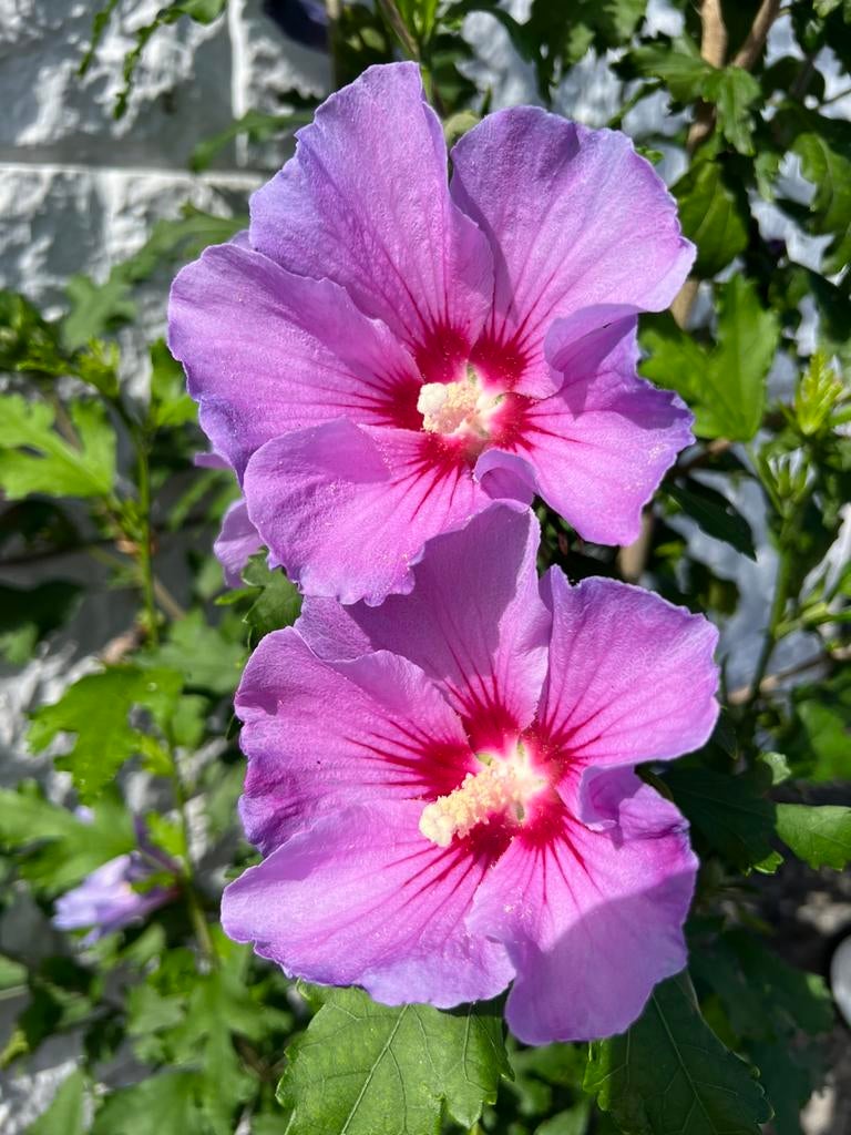 Wie wil in de zomer de tuin vol mooie bloemen? Hibiscus, Ophalen of Verzenden, Volle zon