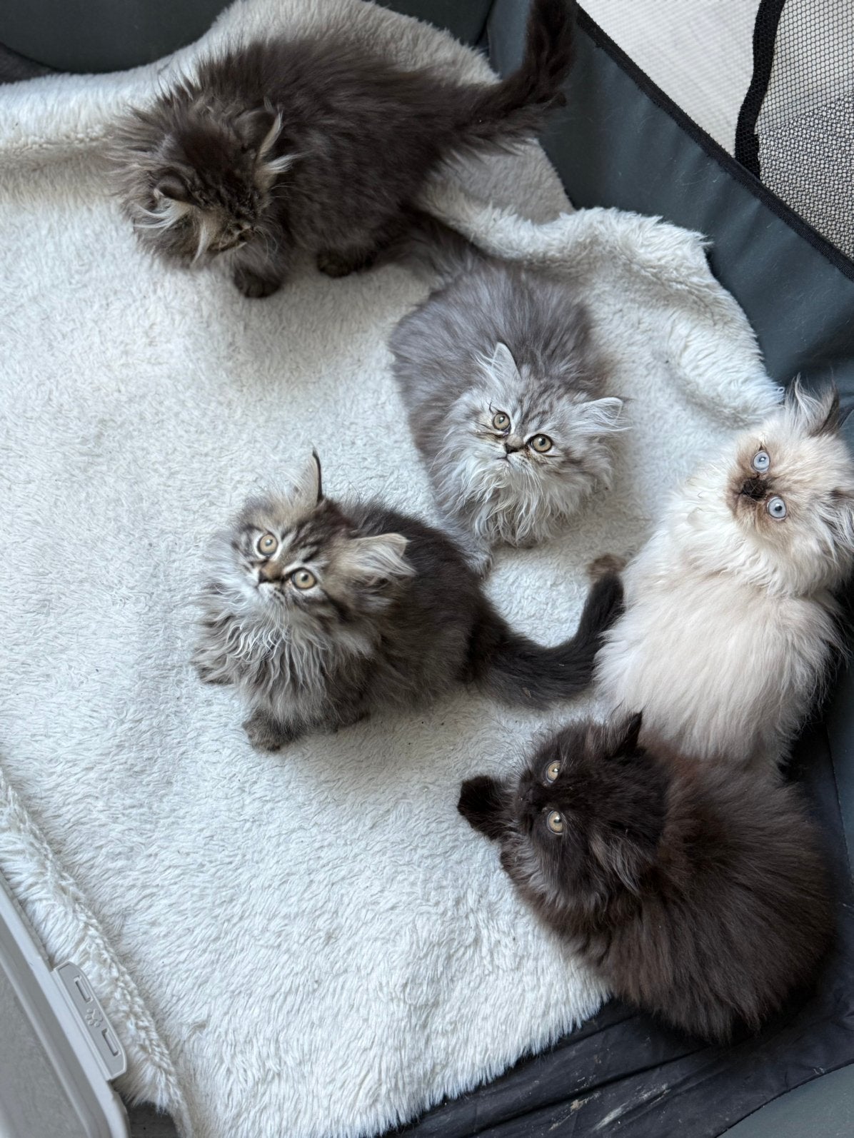 Lieve Perzische kittens - nog 3 beschikbaar, Meerdere dieren, Ontwormd