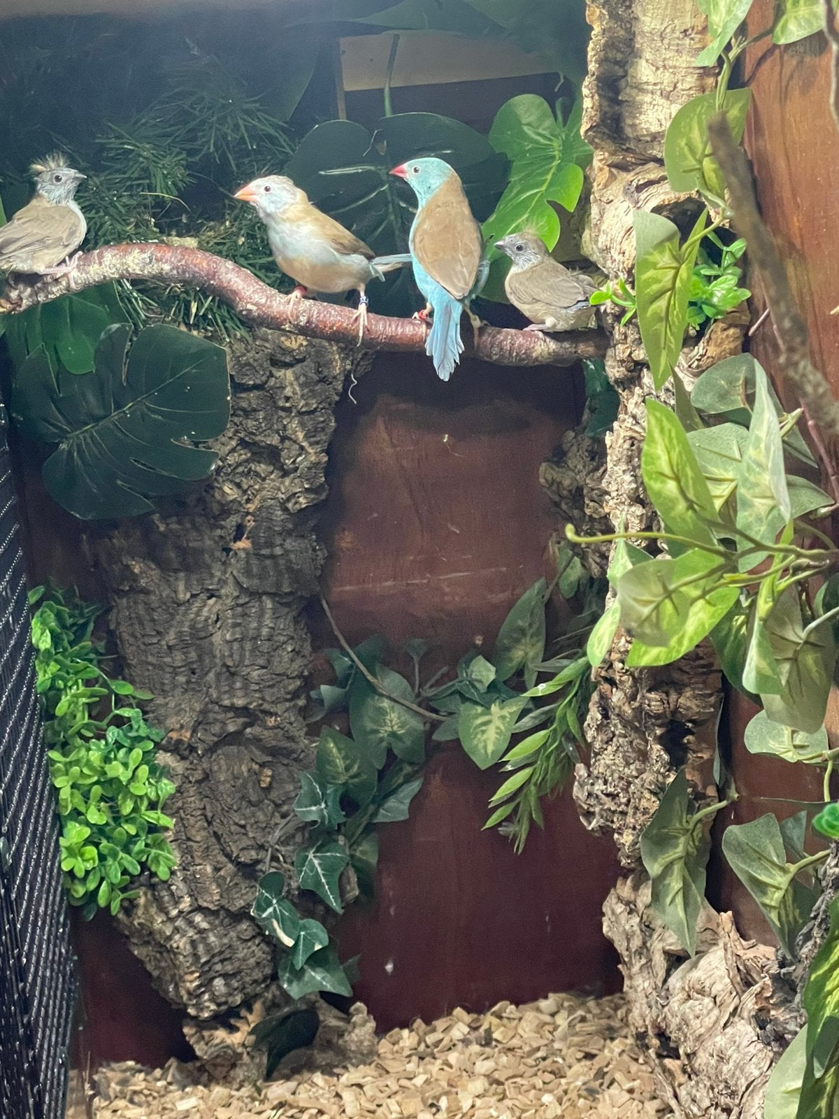 TE KOOP: 4 koppels Blauwkop Blauwfazantjes, Dieren en Toebehoren, Vogels | Overige Vogels, Meerdere dieren, Tropenvogel, Geringd