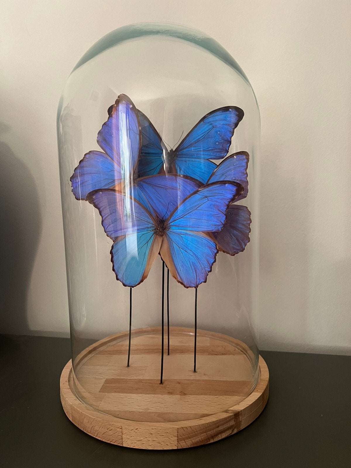 Stolp met opgezette vlinders blue morpho’s, Ophalen, Zo goed als nieuw