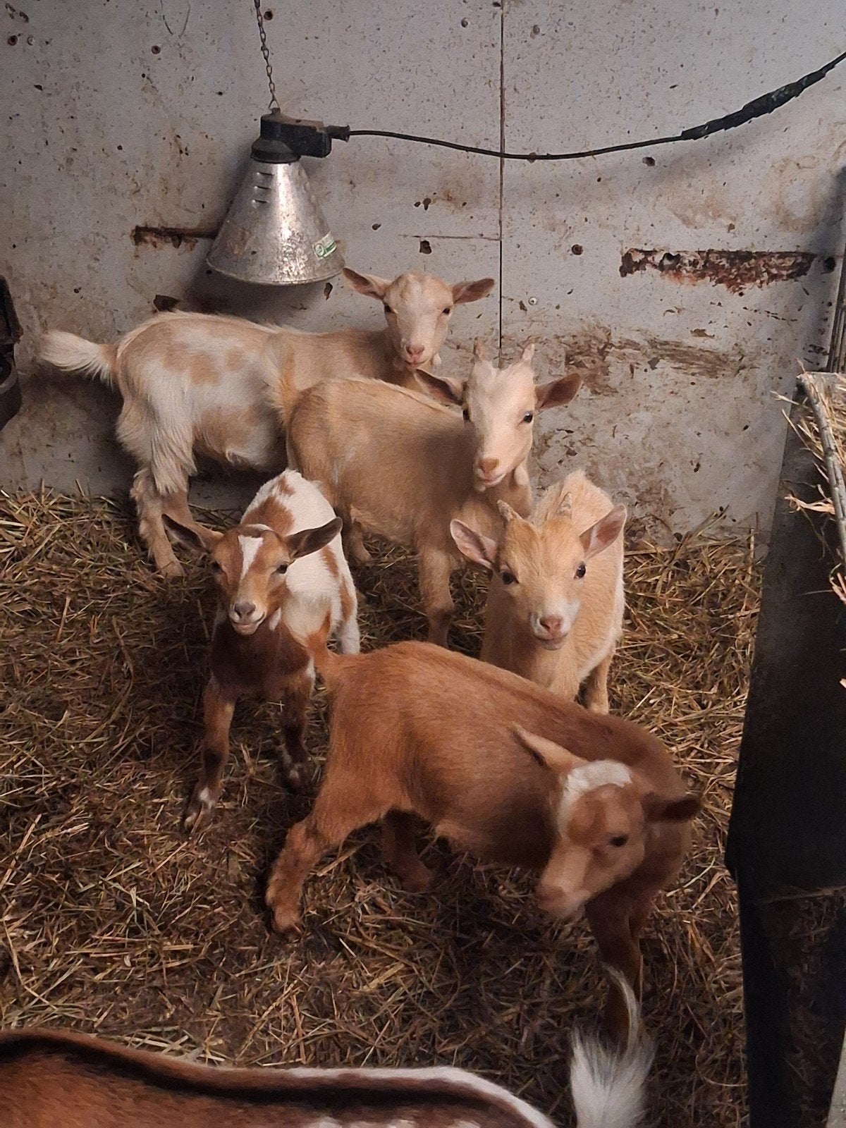 jonge dwerg geiten te koop, Dieren en Toebehoren, Meerdere dieren, Geit, 0 tot 2 jaar