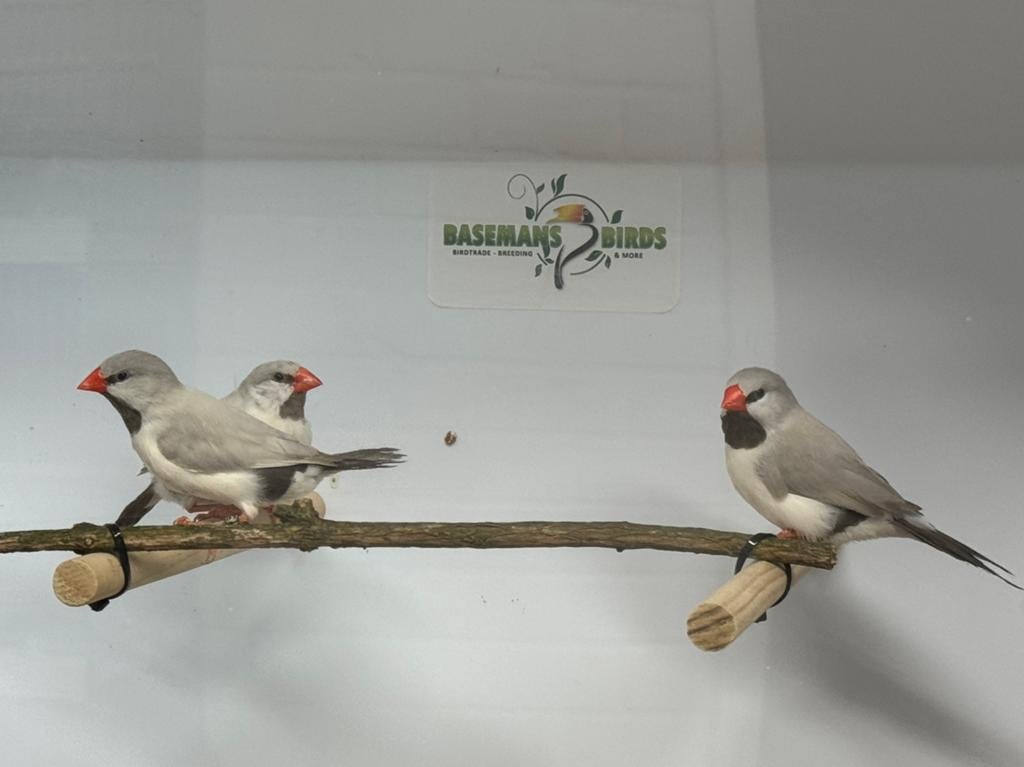 Spitstaart amadine - Poephila acuticauda, Dieren en Toebehoren, Meerdere dieren, Tropenvogel, Geringd