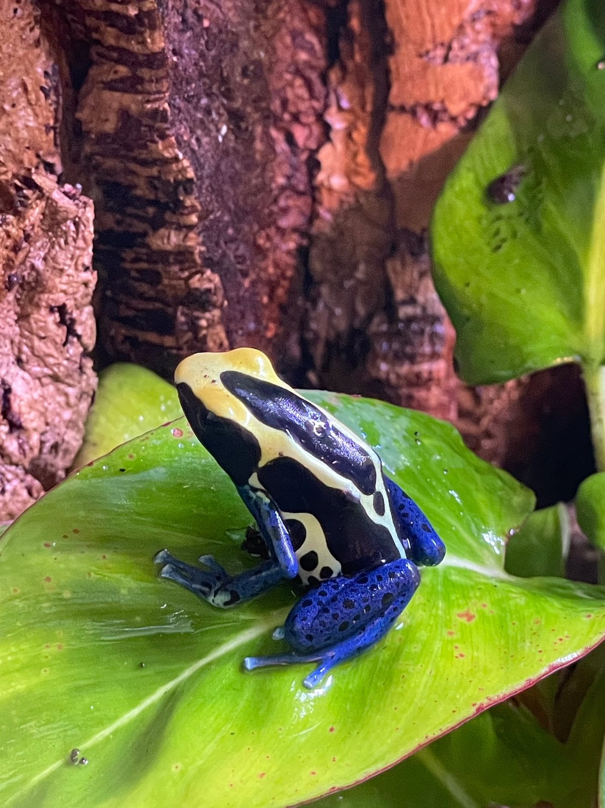 Gifkikkers Frog - female for sale from Fam. Jurgens