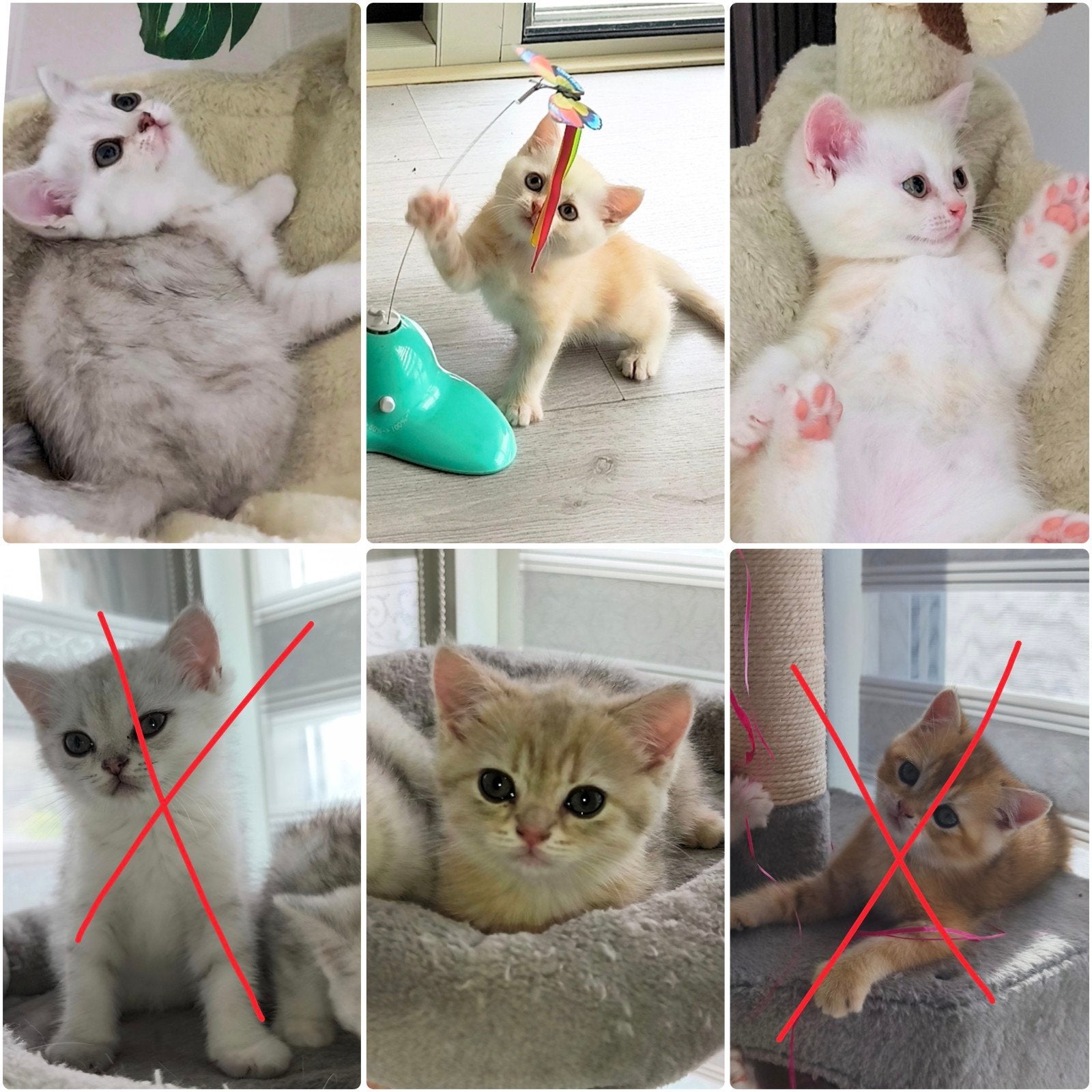 Britskorthaar kittens, Dieren en Toebehoren, Katten en Kittens | Raskatten | Korthaar, Meerdere dieren, Met stamboom, 0 tot 2 jaar